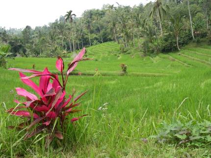 bali 22-09-2005 16-08-31.jpg